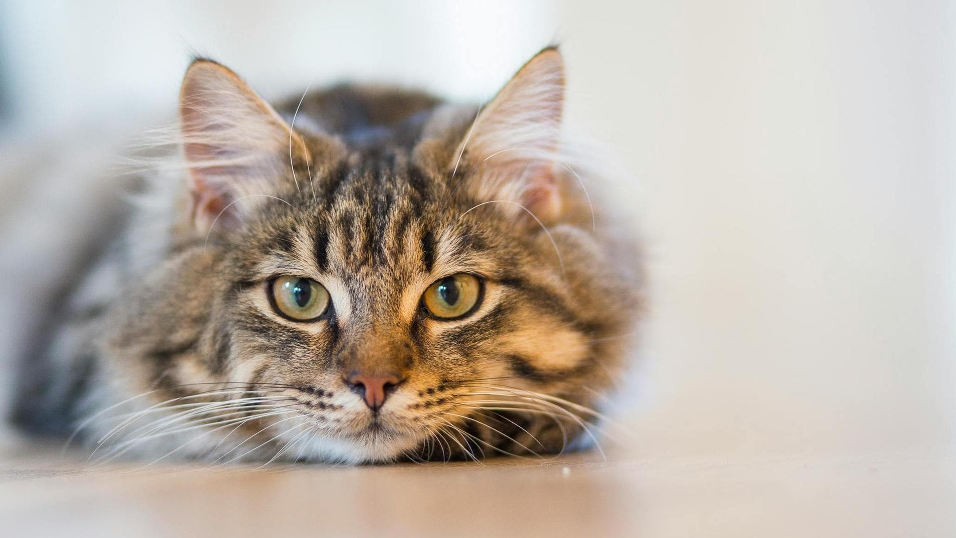 Tabby cat lying down relaxed