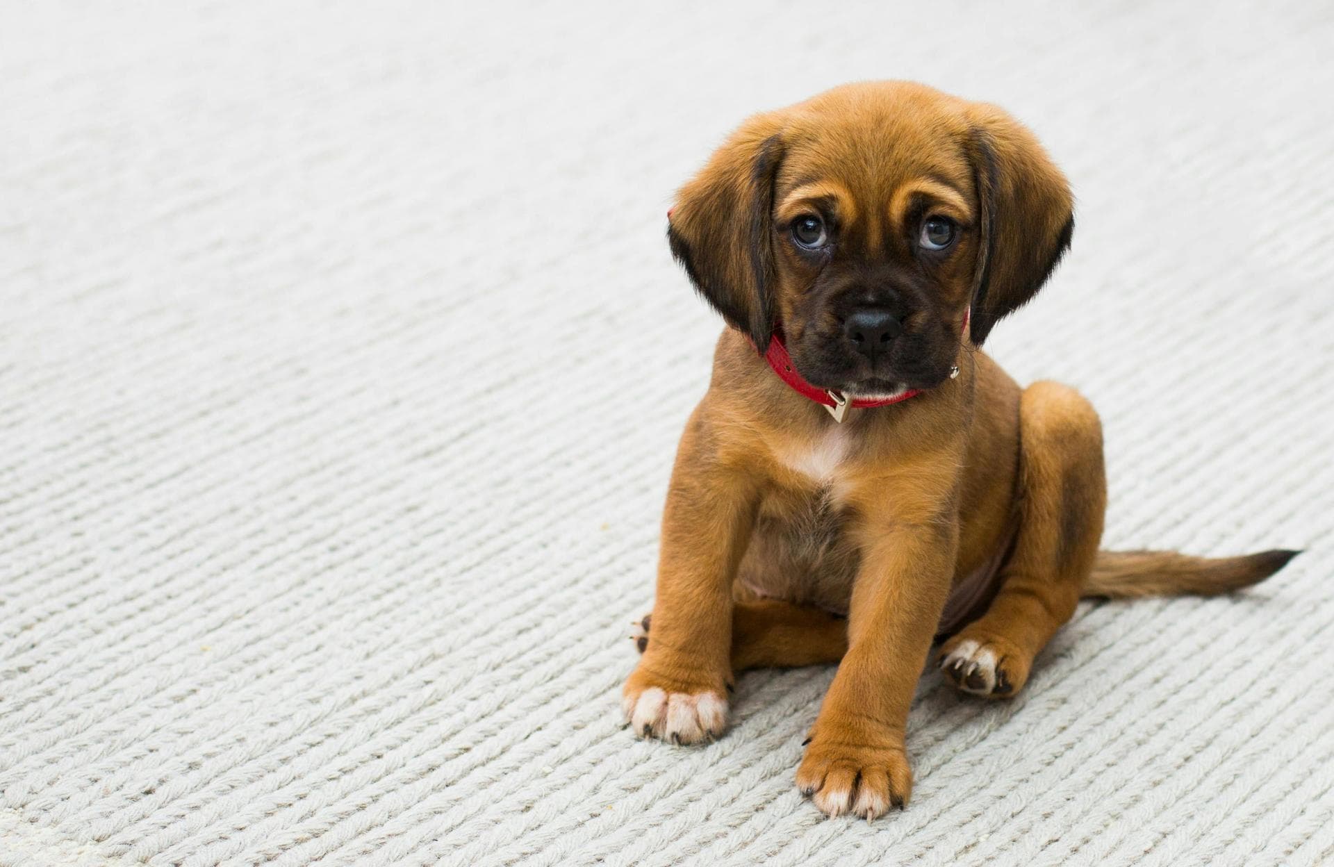 Dog & Cat Vets in Southaven